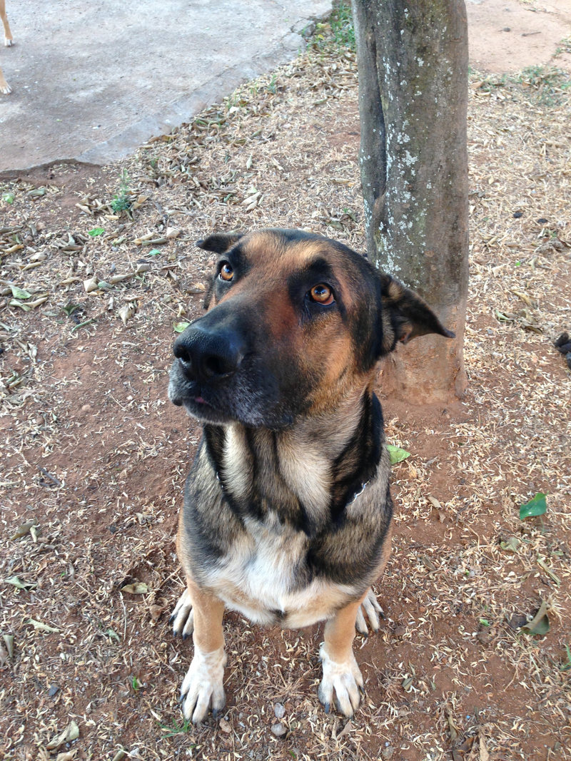 Henrique Leite - Foto 3