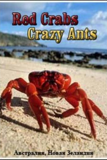  de Filme Red Crabs Crazy Ants (2000)