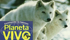 Planeta Vivo - Grande Norte: O País do Lobo Branco