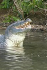 Let the Rivers Run Wild (Let the Rivers Run Wild)