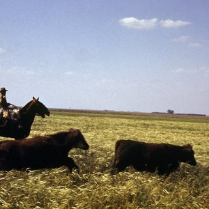 Foto de perfil de João Pedro