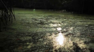 Trailer: Mangrove (2011) - Trailer French subs