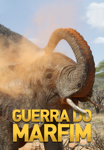 Guerra do Marfim (Guerra do Marfim)