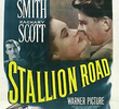 Stallion Road 