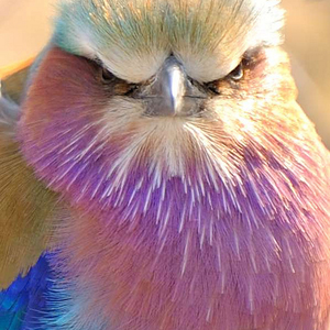 Foto de perfil de Alice Morgan