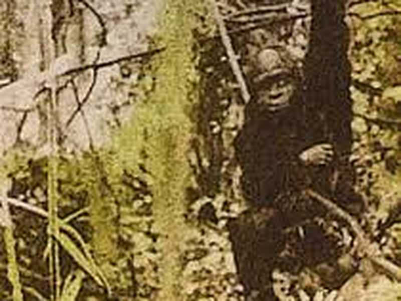 Foto 7 de Tarzan, O Homem Macaco