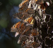 Insects