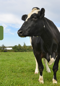 O que veio antes? (What Came Before)