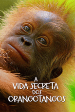 A Vida Secreta dos Orangotangos (Secret Lives of Orangutans)