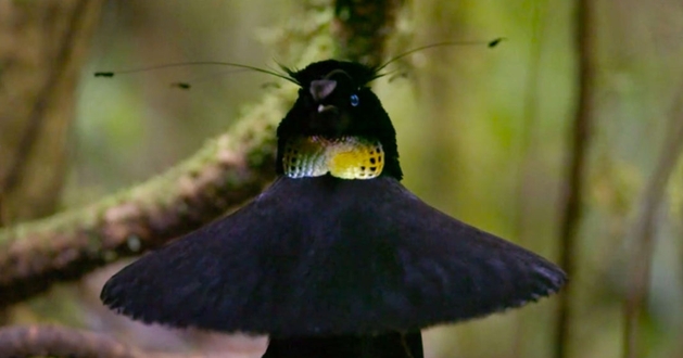 Pássaros raros são destaque em novo clipe de Nosso Planeta