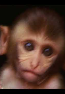 India-Nepal (India-Nepal)