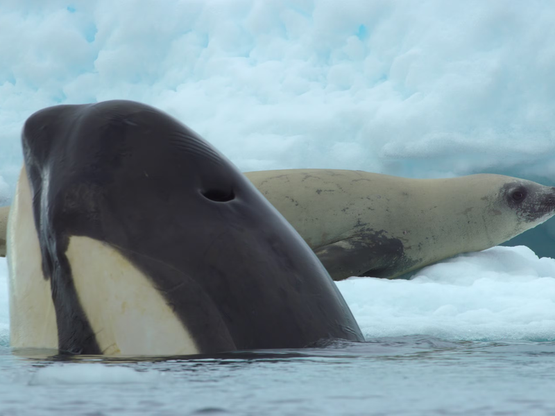 Foto 3 de Nossos Oceanos