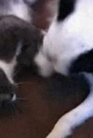 Poster 2 de Curta New Order: Crystal (Alternative Version) (2005)