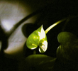 Floating Leaf