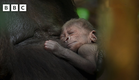 Parenthood - BBC