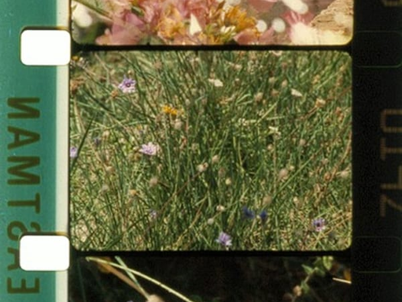 Foto 1 de Bouquets 1-10