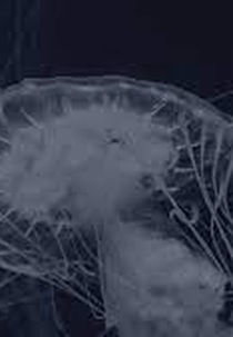 Azul Profundo (Deep Blue)