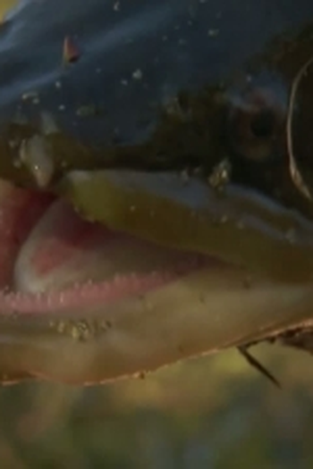 Poster de Episódio Flesh Ripper (2011)