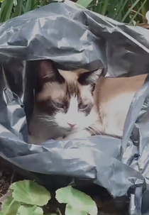 A Vida Selvagem do Animal Doméstico (A Vida Selvagem do Animal Doméstico)