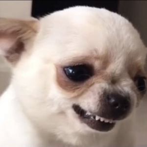 Foto de perfil de Pietra  Schneider