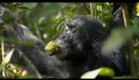 Chimpanzee Movie Trailer Official (HD)
