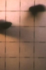 2nd Floor Film (2nd Floor Film)