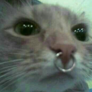 Foto de perfil de Priscila