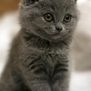 Foto de perfil de Arabelle