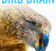 O cérebro das aves