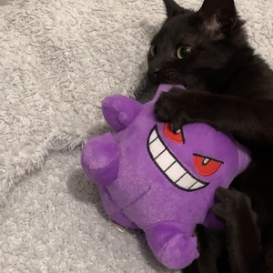Foto de perfil de batatinha