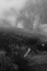 O Puraquê (O Puraquê)