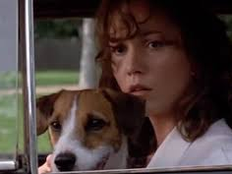 Foto 11 de Meu Cachorro Skip