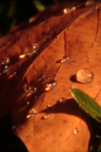 Poster de Curta Water-soluble Doze (2012)