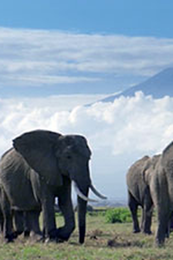 Poster de Episódio Mammals (2009)