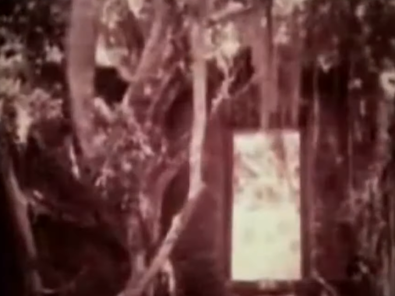 Foto 1 de A Nova Estrela