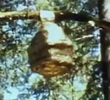 The Bee Hive