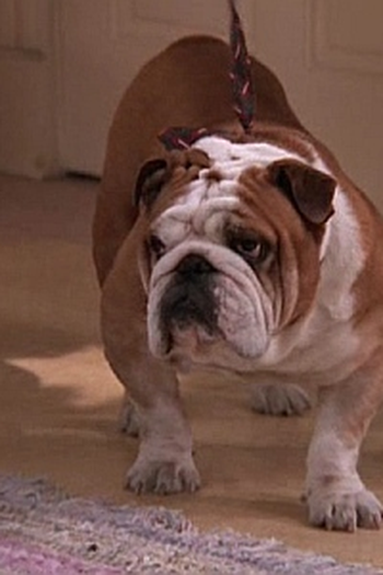 Poster de Episódio The Dog (1997)