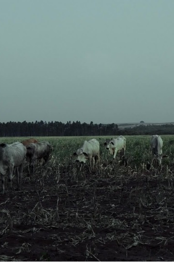 Poster de Curta Dia do fogo (2021)