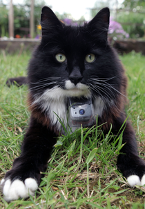 A Vida Secreta dos Gatos (Secret Life Of Cats)