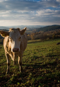 Somos Apenas Diferentes (Just Diferents)