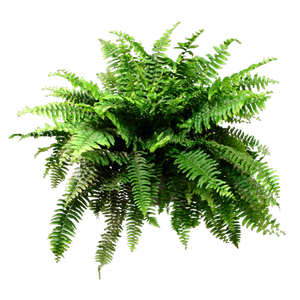 Foto de perfil de Ciano