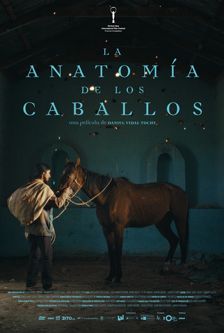 Poster 2 de Filme A Anatomia dos Cavalos (2025)