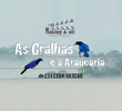 As Gralhas e a Araucária