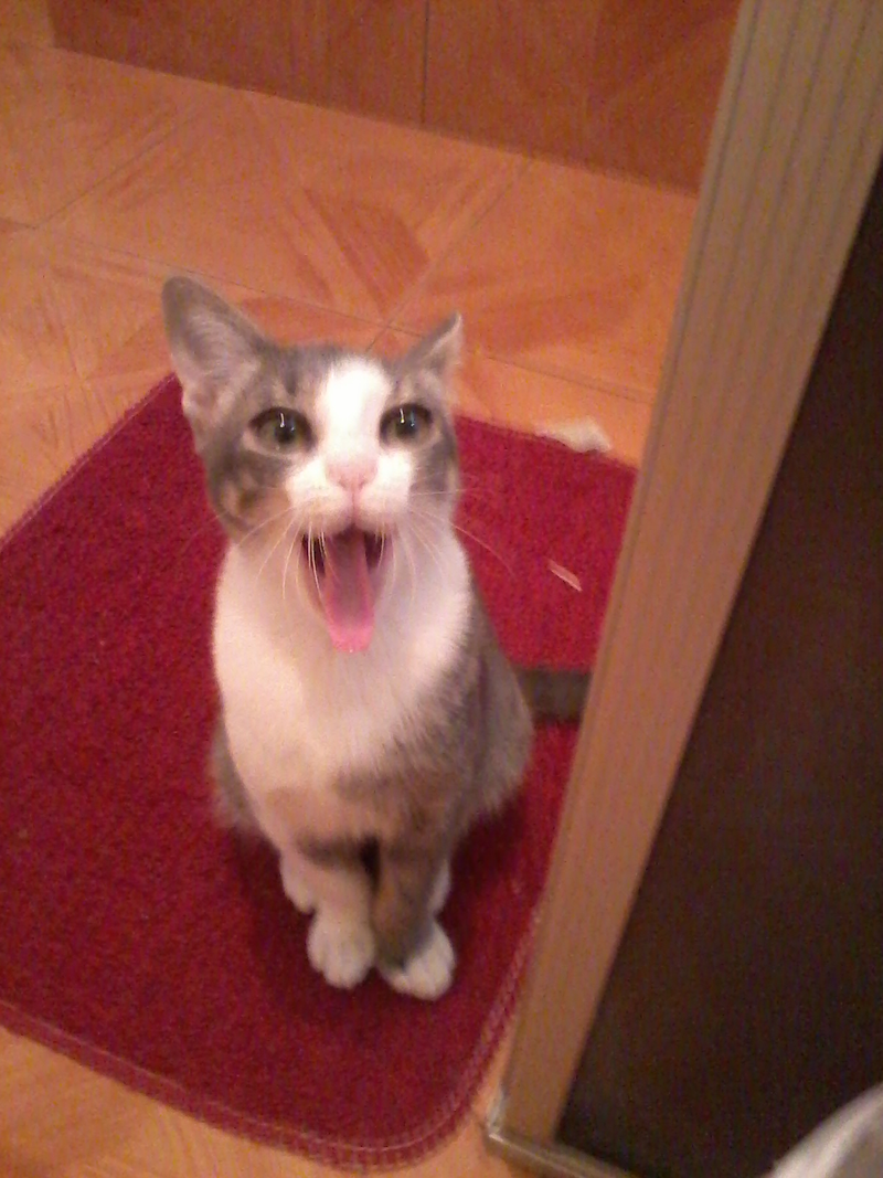 Tailene - Foto 1