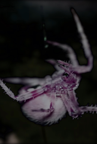 Poster 1 de Curta Memby (2020)