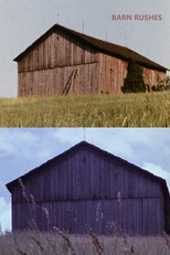 Barn Rushes (Barn Rushes)