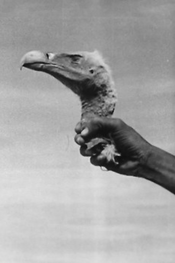  de Curta Os Mágicos de Wanzerbé (1948)