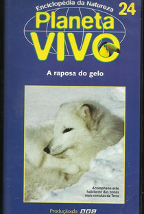 Planeta Vivo - A Raposa do Gelo - Poster / Capa / Cartaz - Oficial 1