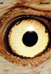 Red Hot Chili Peppers: Scar Tissue (Red Hot Chili Peppers: Scar Tissue)