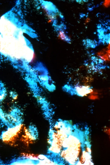 Poster de Curta Micro Garden (2001)